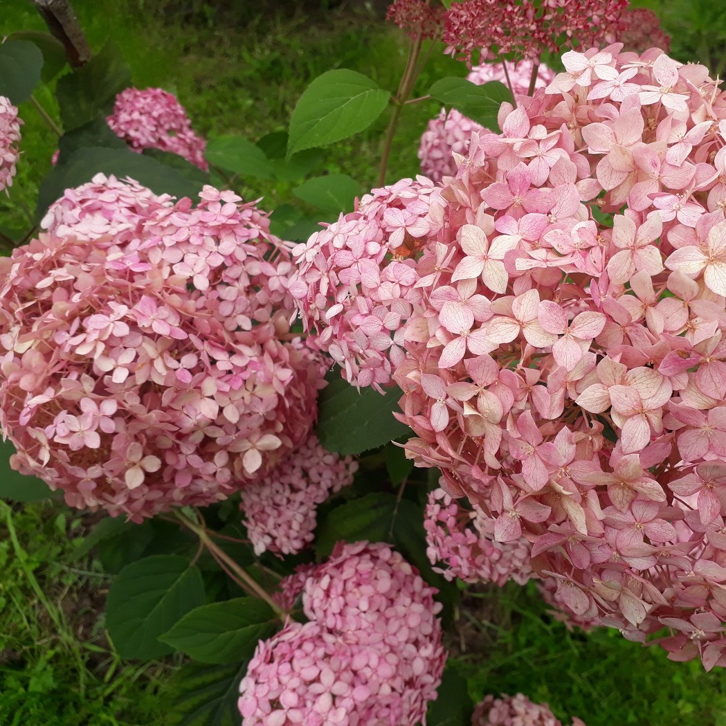 Гортензия древовидная Донкер Роуз Аннабель (в тубе)